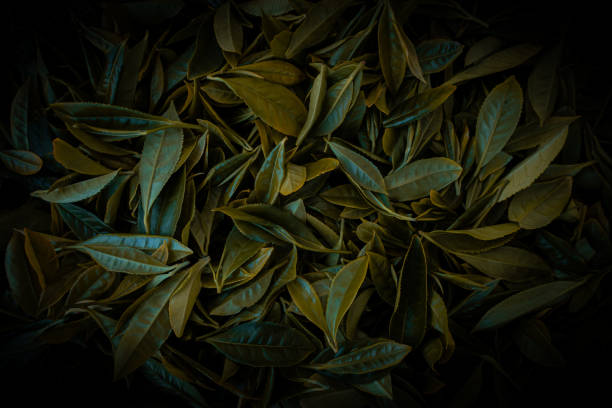 Soft blue tinted tea surface shimmering with diffuse daylight glow