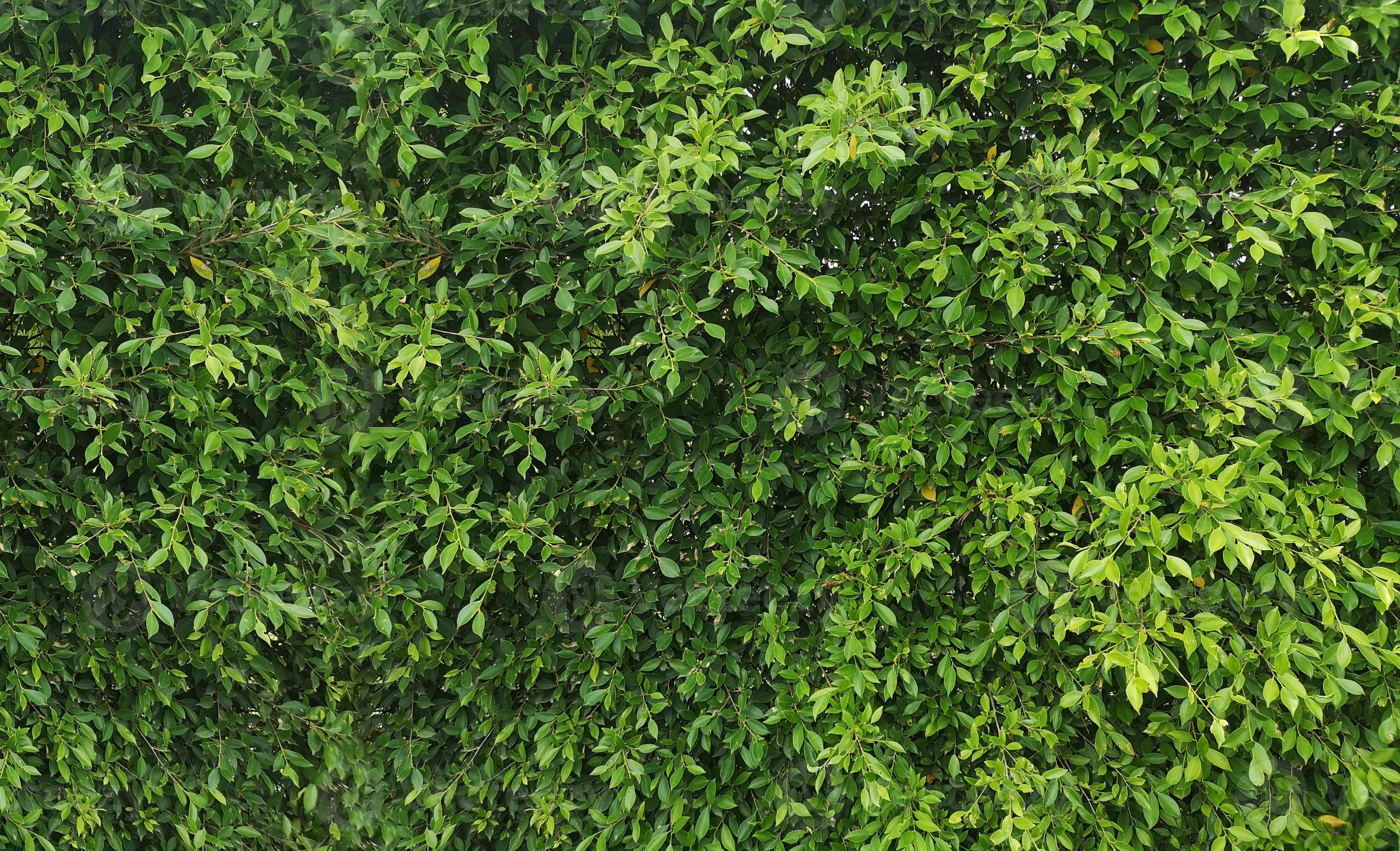 Muted herbal gradient textures inspired by Nordic forest understory plants
